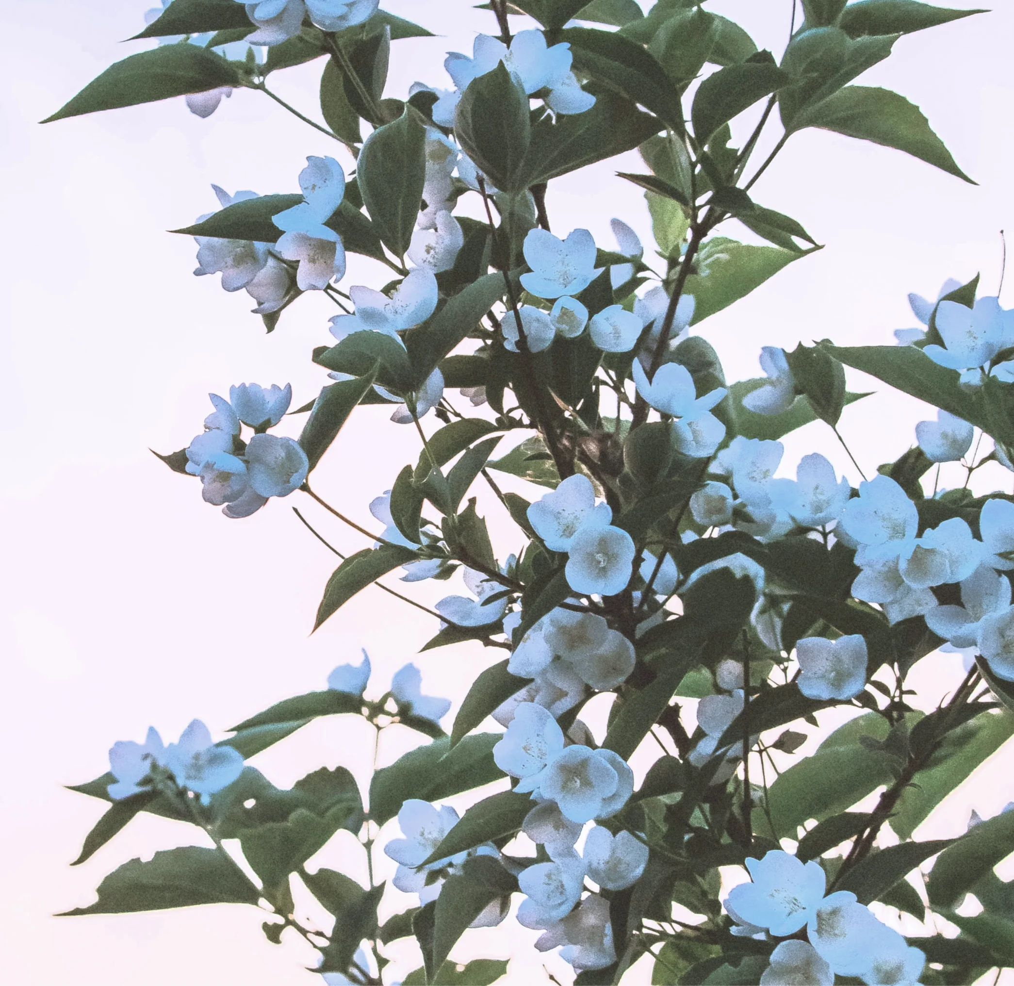 -153-tea-hover-1-20231121124411.webp -153-tea-hover-1-20231121124411.webp